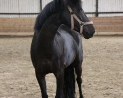 dressage horse Lady (German Riding Pony, 2003)