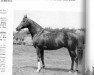 stallion Bel Baraka xx (Thoroughbred, 1955, from Worden xx)