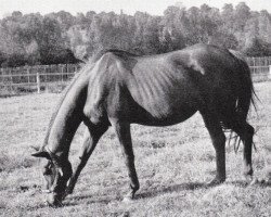 broodmare Sans Tares xx (Thoroughbred, 1939, from Sind xx)