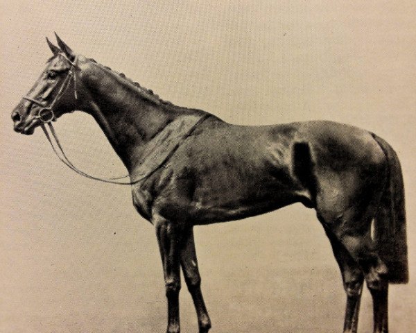 stallion Phil Drake xx (Thoroughbred, 1952, from Admiral Drake xx)