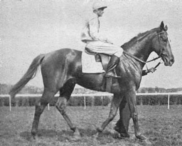 stallion Lionel xx (Thoroughbred, 1939, from West Nor West xx)