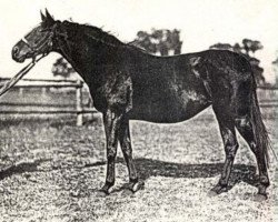 broodmare Lyndora xx (Thoroughbred, 1936, from Altay xx)