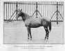stallion Mesilim xx (Thoroughbred, 1912, from Sans Souci II xx)