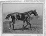 stallion Champaubert xx (Thoroughbred, 1893, from Little Duck xx)