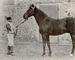 stallion Little Duck xx (Thoroughbred, 1881, from See Saw xx)