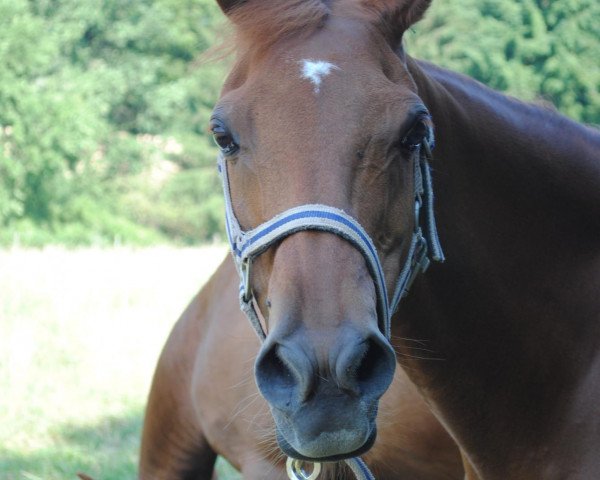 horse Laika (German Riding Pony, 1994, from Kaiserjaeger xx)