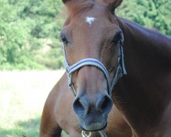 horse Laika (German Riding Pony, 1994, from Kaiserjaeger xx)