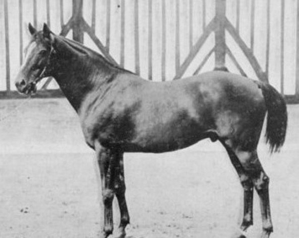stallion Nimbus xx (Thoroughbred, 1910, from Elf xx)