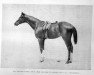 stallion Elf xx (Thoroughbred, 1893, from Upas xx)
