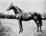 stallion Antivari xx (Thoroughbred, 1913, from Sea Sick xx)