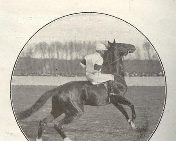 stallion Sea Sick xx (Thoroughbred, 1905, from Elf xx)