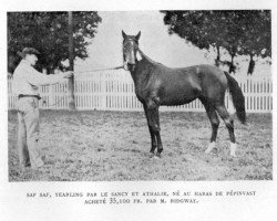 broodmare Saf Saf xx (Thoroughbred, 1896, from Le Sancy xx)