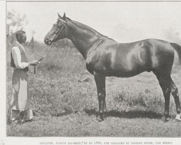 stallion Gulliver xx (Thoroughbred, 1886, from Galliard xx)
