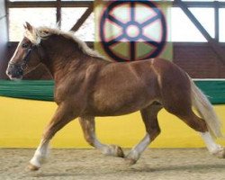 stallion Condor III (Rhenish-German Cold-Blood, 2005, from C.F. Antigon)