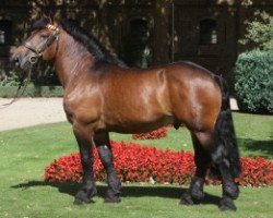 stallion Nikodemus (Rhenish-German Cold-Blood, 2005, from Nemo I)