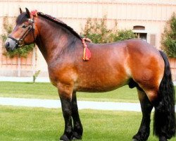 stallion Fulminant (Saxon-Thuringian Draughthorse, 2001, from Famulus)