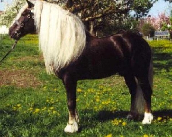 dressage horse Monsun (Black Forest Horse, 2003, from Montan)