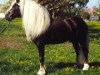 stallion Monsun (Black Forest Horse, 2003, from Montan)