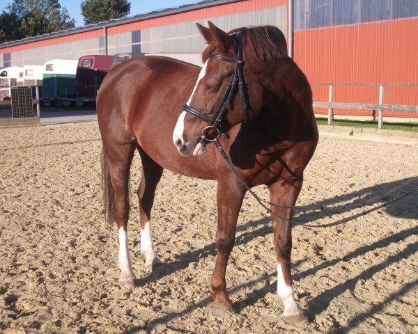 Pferd Zestra (Lettisches Warmblut, 1998, von Zeb-Element)