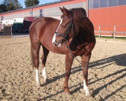 dressage horse Zestra (Lettisches Warmblut, 1998, from Zeb-Element)