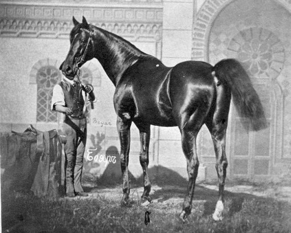 stallion Boiard xx (Thoroughbred, 1870, from Vermouth xx)