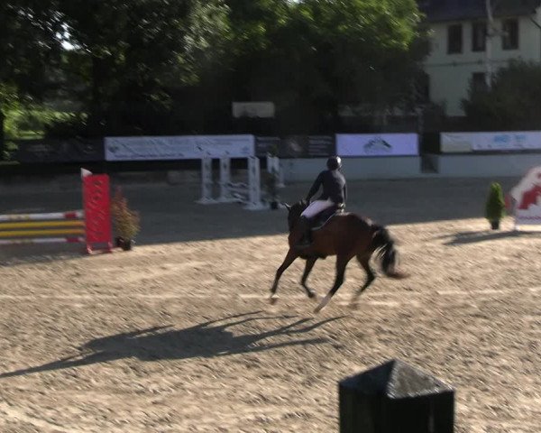 Reitturnier Wachtberg-Adendorf 2022