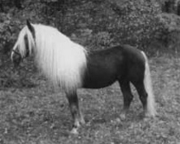 stallion Wastl (Black Forest Horse, 2000, from Wilderer)