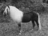 stallion Wastl (Black Forest Horse, 2000, from Wilderer)