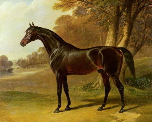 stallion Glaucus xx (Thoroughbred, 1830, from Partisan xx)