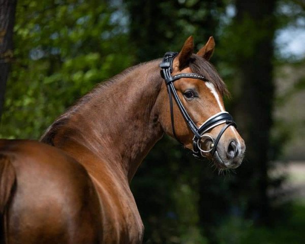 broodmare Venustas Joline (German Riding Pony, 2018, from Venustas Cool Edition)
