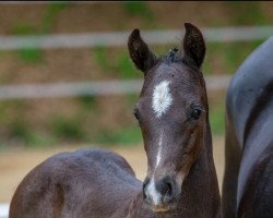 dressage horse Venustas Kenzo Jungle (German Riding Pony, 2022, from Kent Nagano WE)