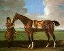 stallion Blaze xx (Thoroughbred, 1733, from Flying Childers xx)