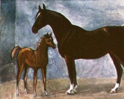 broodmare Old Bald Peg (Arab-Berber, 1647, from Sultan)