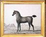 stallion Rodrich (Trakehner, 1803, from Meteor x)