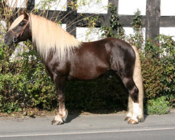stallion Milan (Black Forest Horse, 1999, from Merlin)