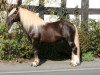 stallion Milan (Black Forest Horse, 1999, from Merlin)