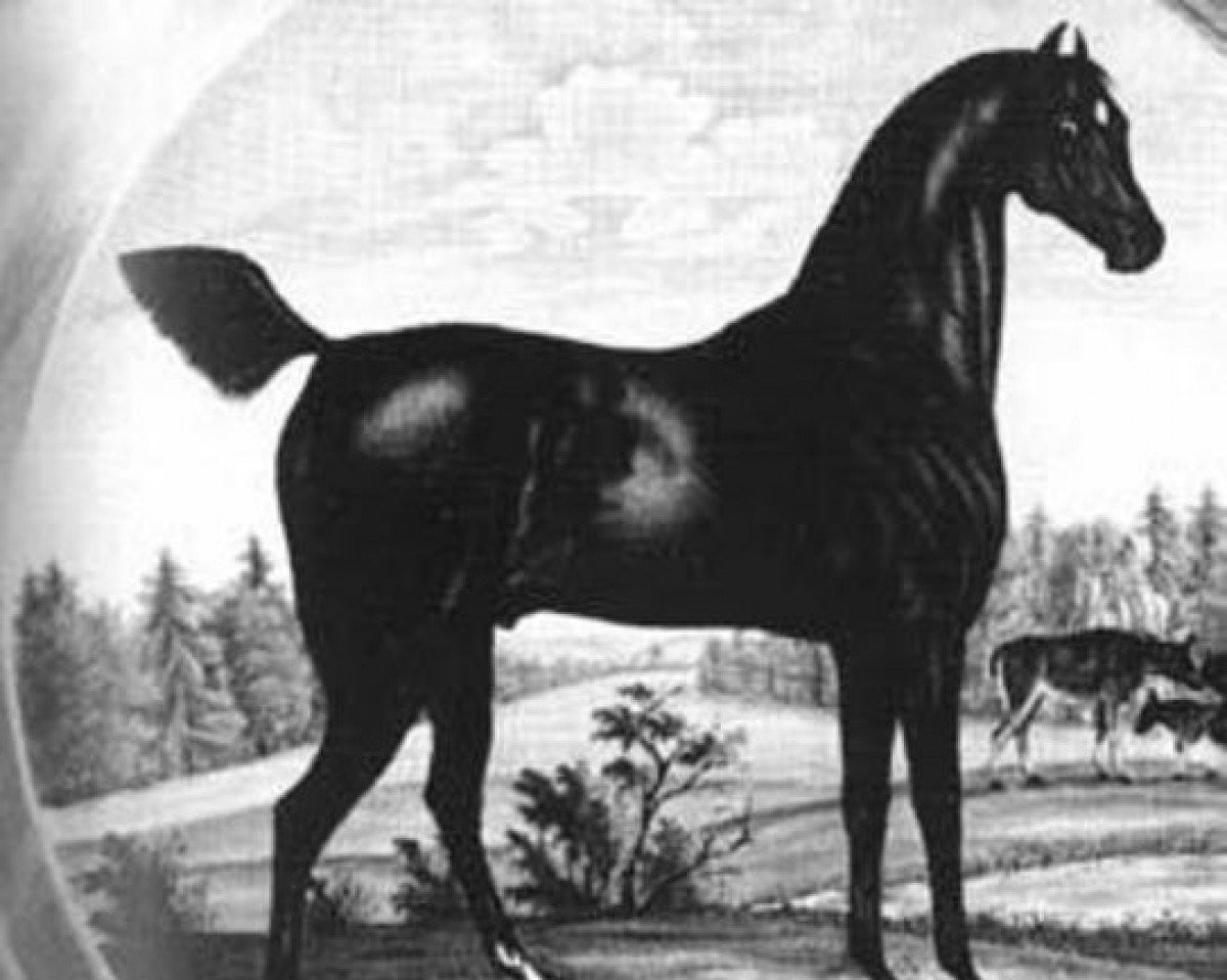 Deckhengst Driver x (Anglo-Araber, 1811, von Egremonts Driver xx)