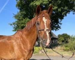 dressage horse Lord Fabriano (German Warmblood, 2009, from Lord Fantastic)