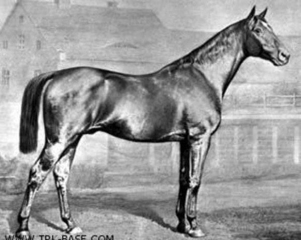 stallion Danseur xx (Thoroughbred, 1854, from Stilton xx)