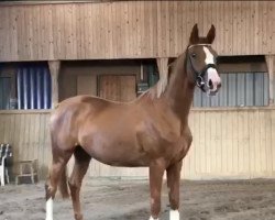 broodmare Donna XR (Hanoverian, 2017, from Danciano)