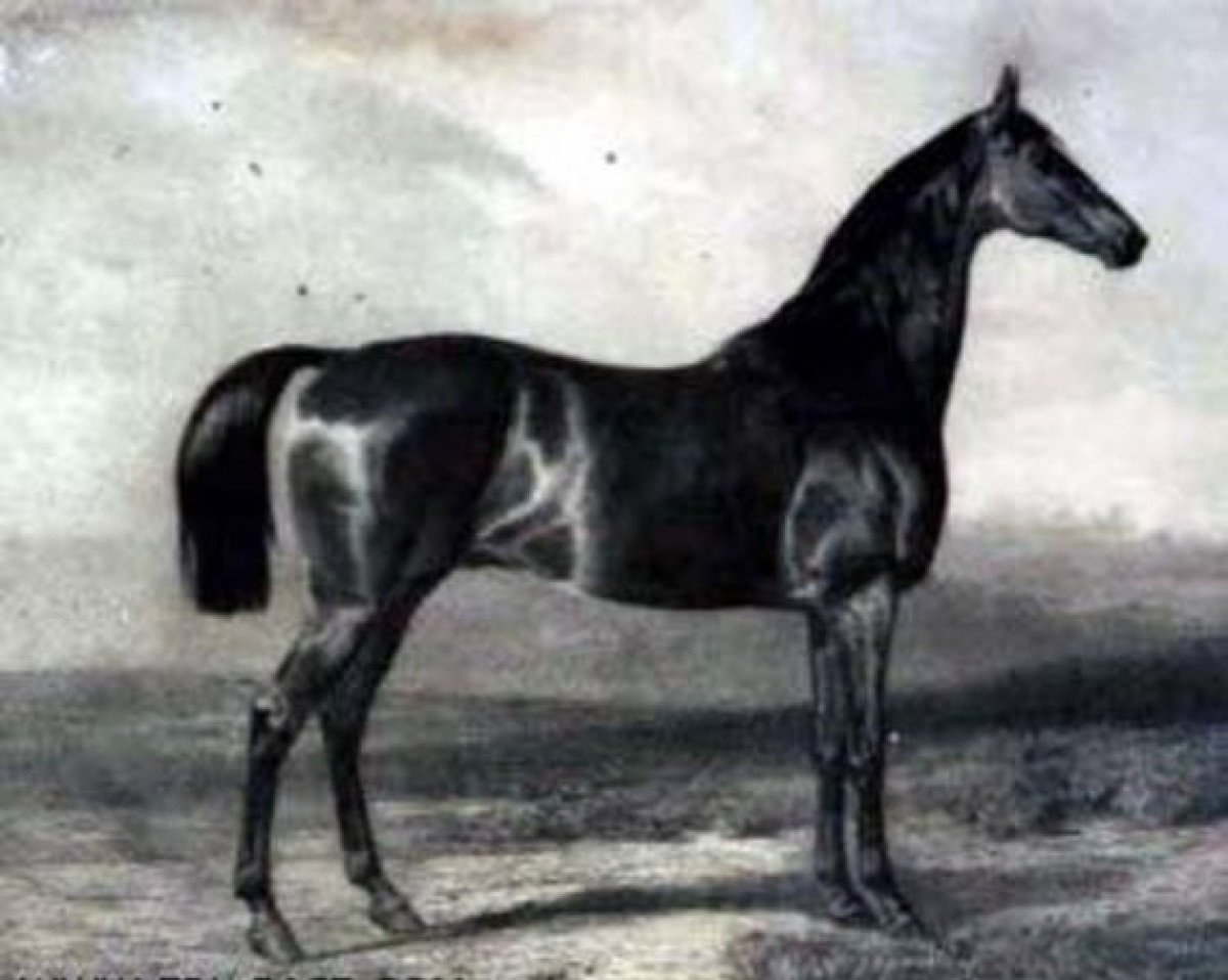 Deckhengst Stilton xx (Englisches Vollblut, 1849, von Cotherstone xx)