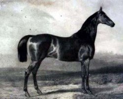 stallion Stilton xx (Thoroughbred, 1849, from Cotherstone xx)