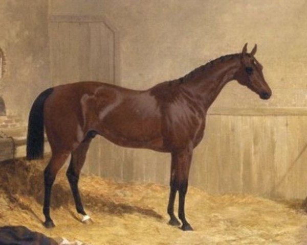 stallion Cotherstone xx (Thoroughbred, 1840, from Touchstone xx)