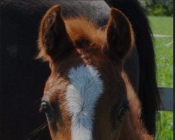 dressage horse Venustas Diamont Hit (German Riding Pony, 2017, from Double Diamond)