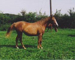 broodmare Pinette (Westphalian, 1995, from Pakt)