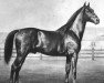 stallion Duplicat (Trakehner, 1859, from Djalma)
