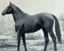 stallion Aquavit (Trakehner, 1951, from Absinth)