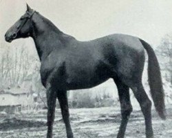 Deckhengst Aquavit (Trakehner, 1951, von Absinth)