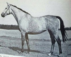 broodmare Kasavit (Trakehner, 1956, from Aquavit)