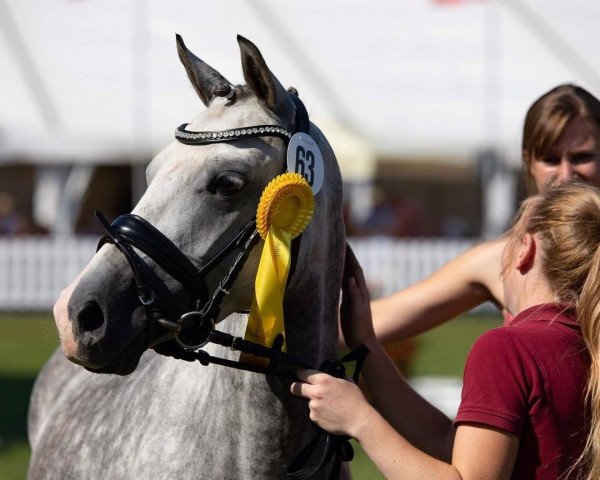 Zuchtstute Rapsi (Deutsches Reitpony,  , von Nuts)